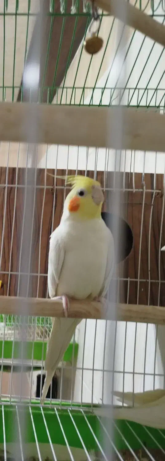 عروس هلندی مولد با جوجه|پرنده|نجفآباد, گلدشت|دیوار