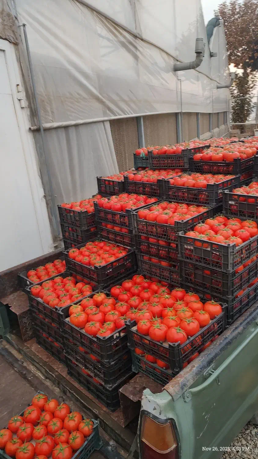 گوجه‌فرنگی گلخانه‌ای|خدمات باغبانی و درختکاری|هشتگرد, فاز ۳ مهستان|دیوار