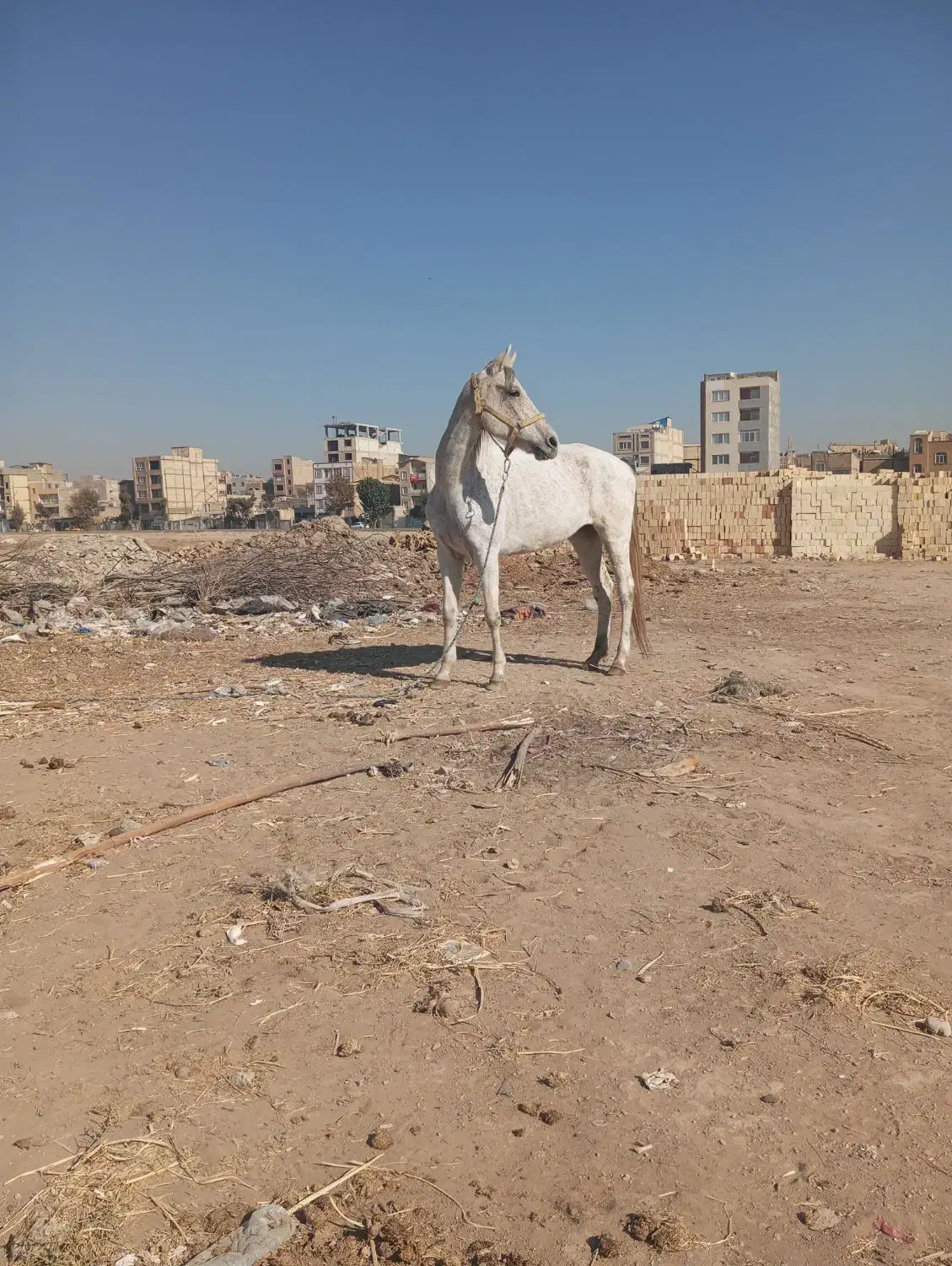 اسب مادیان|اسب و تجهیزات اسبسواری|کرج, کیانمهر|دیوار