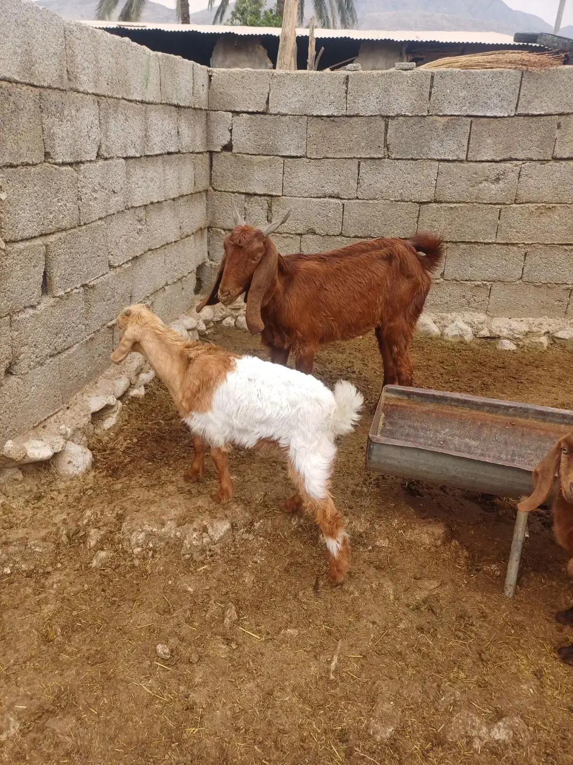 بز کهره دار|حیوانات مزرعه|کازرون, |دیوار