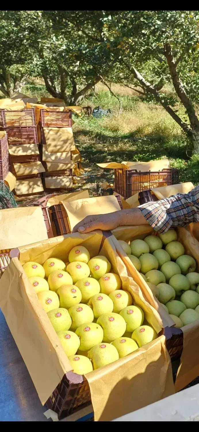 سیب سفید درجه یک سه ردیفه|خوردنی و آشامیدنی|محمدبار, |دیوار