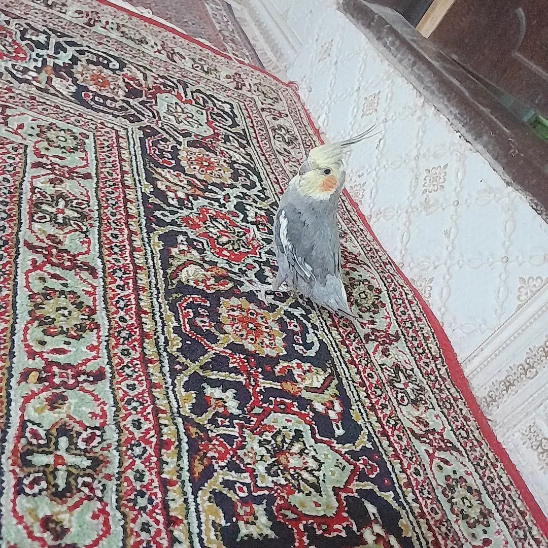 عروس هلندی|پرنده|زنجان, |دیوار