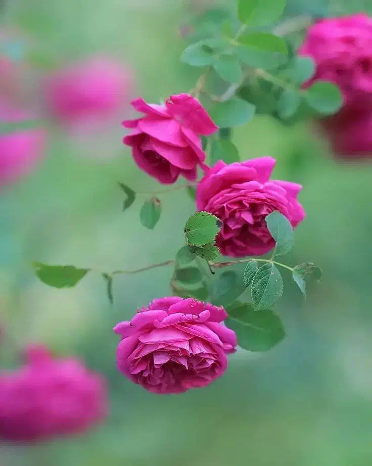 اجاره چهار هکتار دیم الشتر|اجارهٔ دفتر صنعتی، کشاورزی، تجاری|الشتر, |دیوار