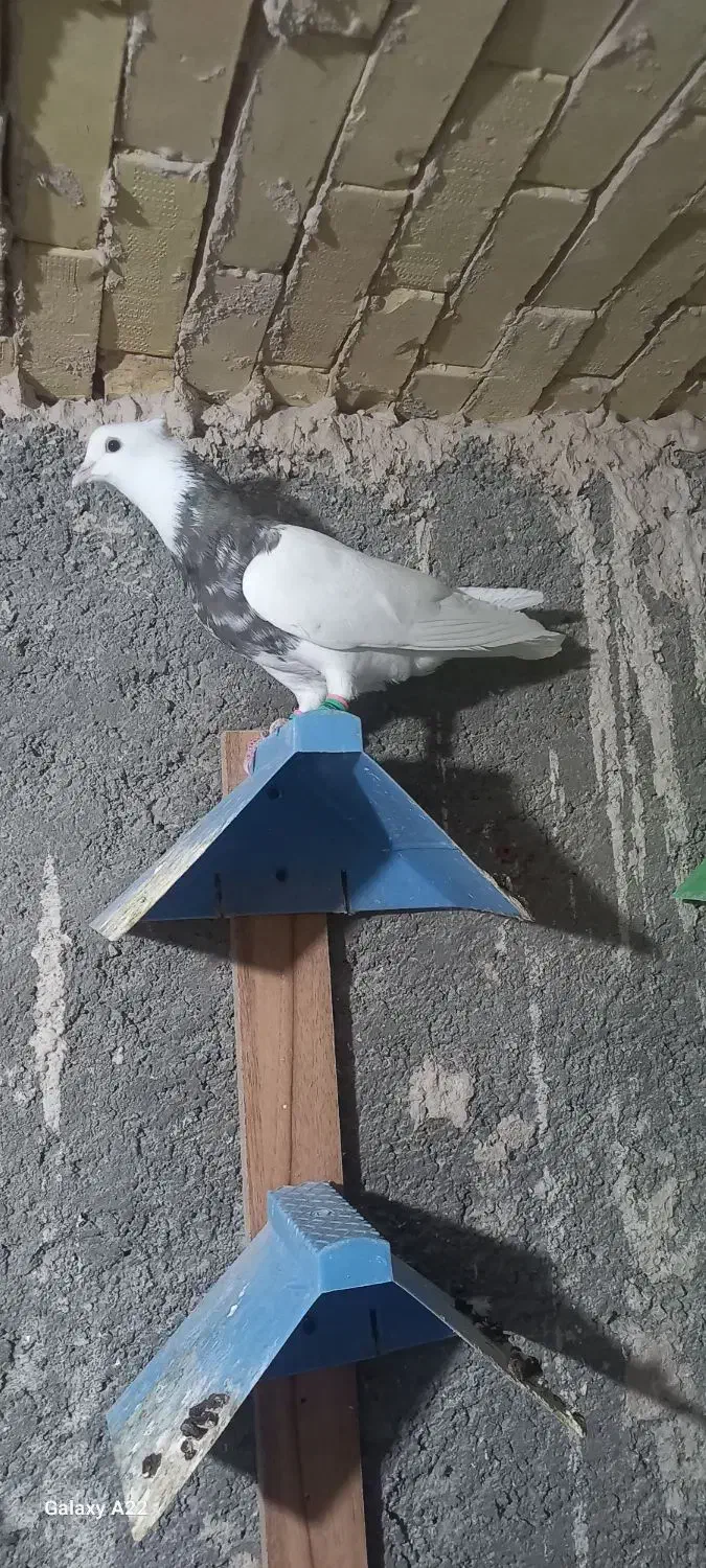 طوقی وکله سیاه|پرنده|خرمشهر, |دیوار