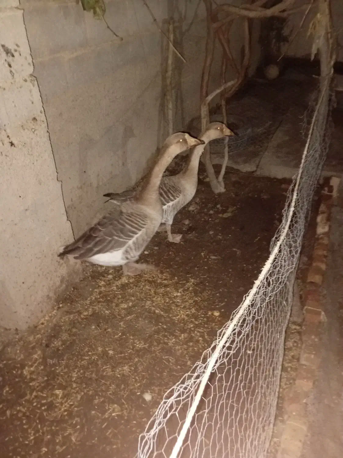 دو غاز دورگ|حیوانات مزرعه|گنبد کاووس, |دیوار