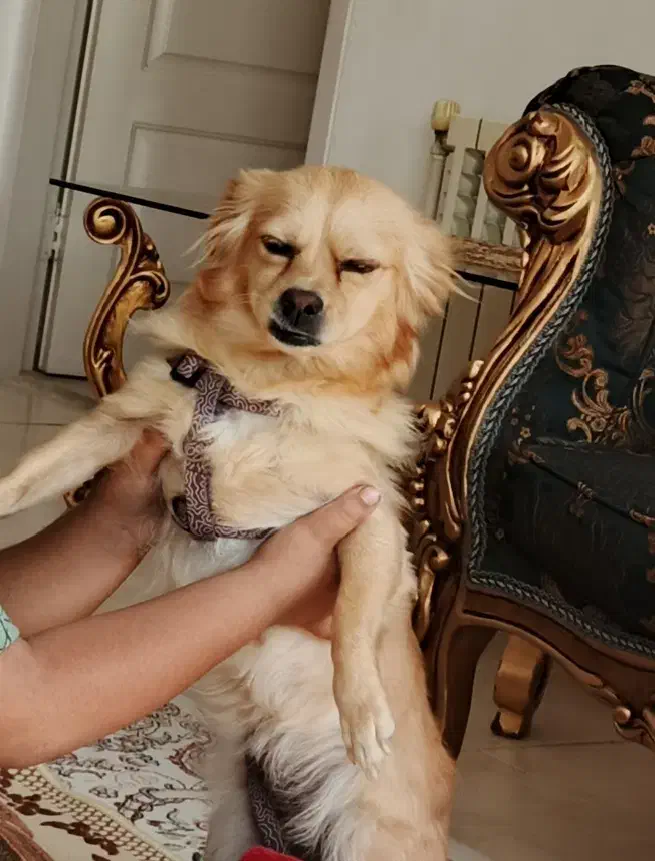 سگ گمشده|حیوانات|اراک, |دیوار