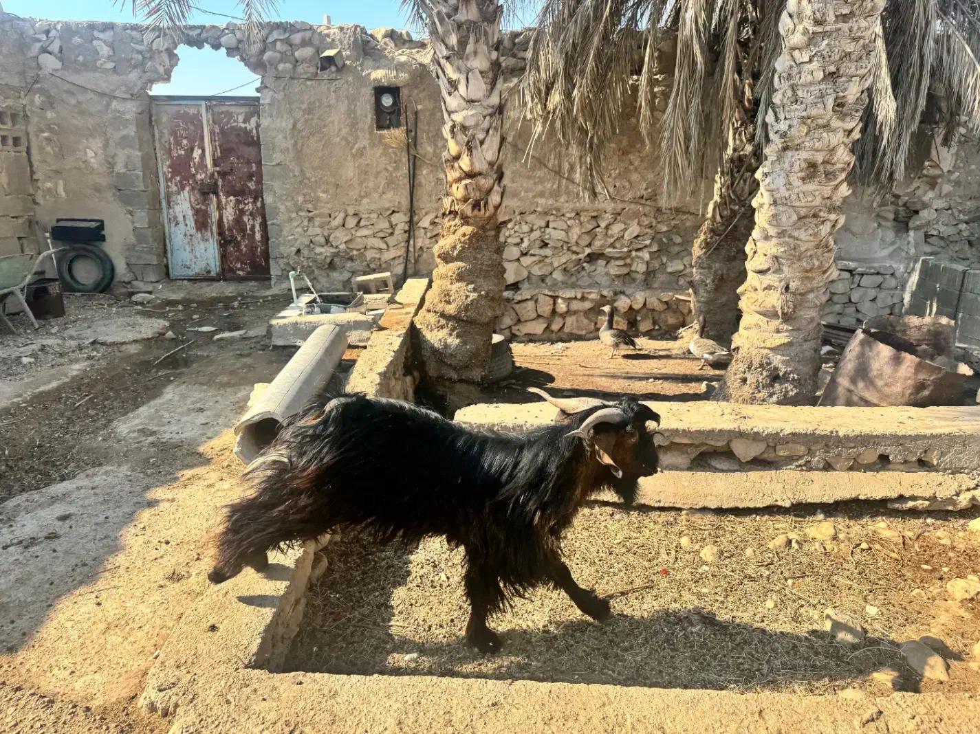 پازن قلد بلند. رشید|حیوانات مزرعه|بوشهر, |دیوار