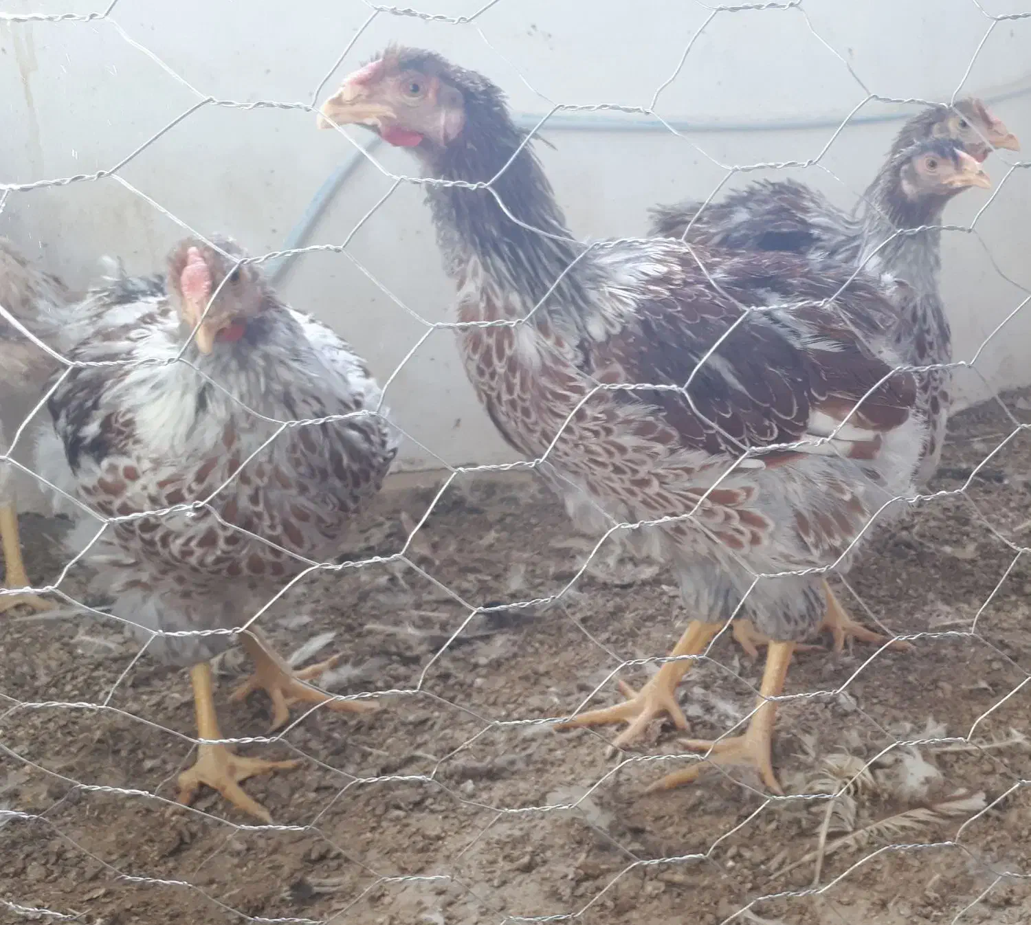 نیمچه لاری و ویاندوت و بوقلمون تخم نطفه دار برهما|حیوانات مزرعه|سبزوار, امیر کبیر|دیوار