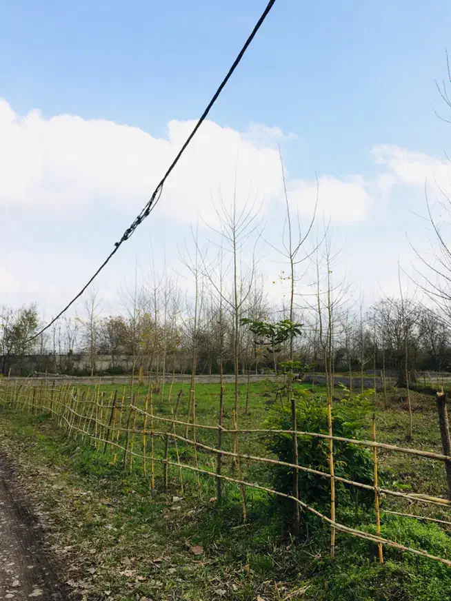 زمین مسکونی جنگلی جاده رشت تهران سراوان|فروش زمین و ملک کلنگی|رشت, گیل|دیوار