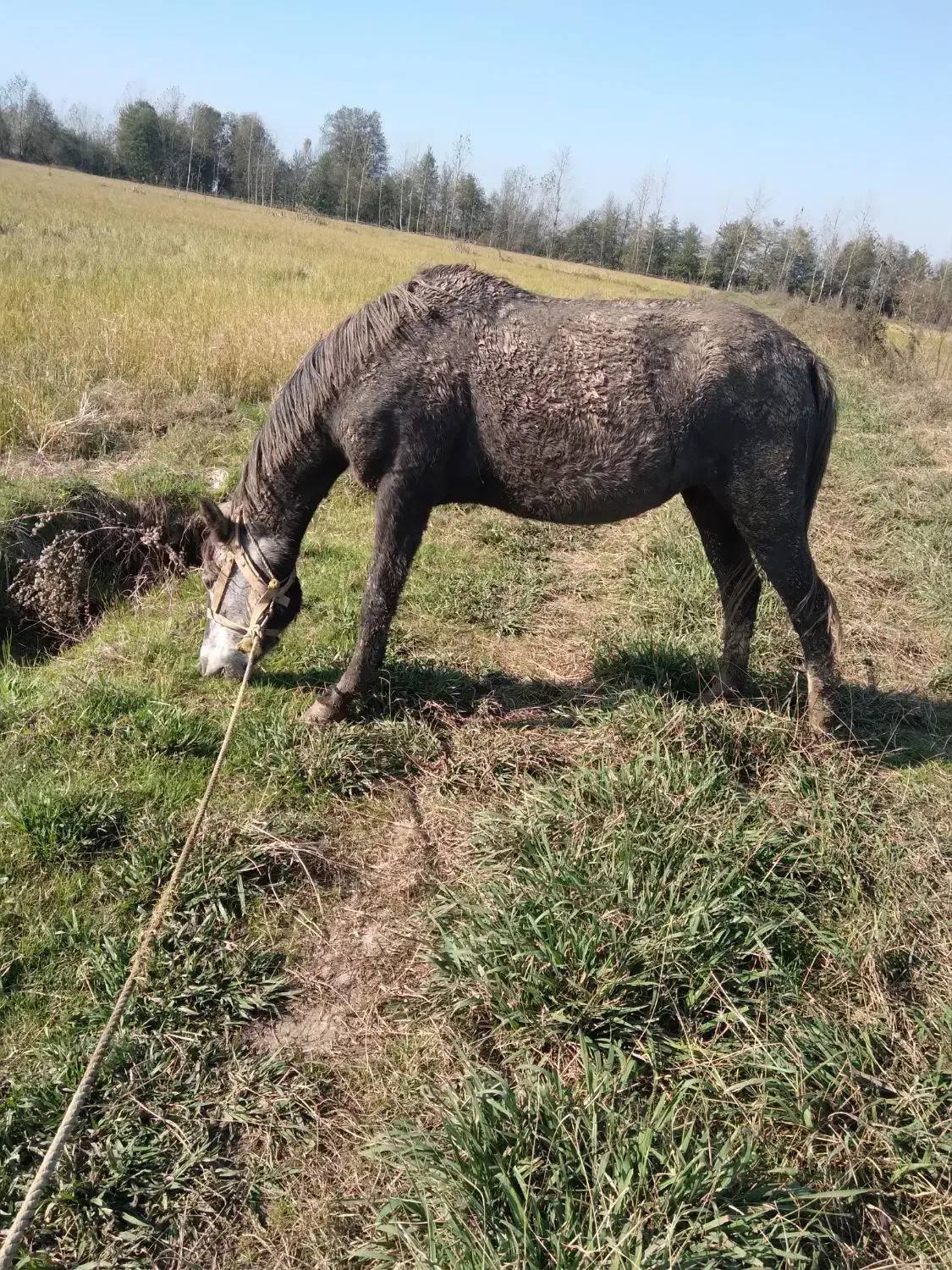 مایان با اسب کره|حیوانات مزرعه|لاهیجان, آهندان|دیوار