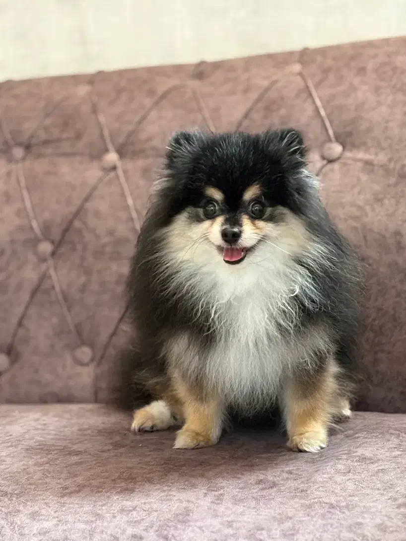 سگ  پامرانین|سگ|شیراز, کوشک میدان|دیوار