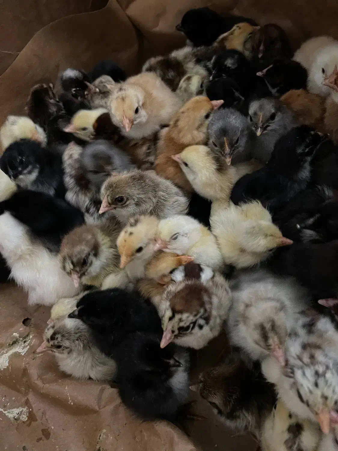 جوجه محلی|حیوانات مزرعه|بابل, |دیوار