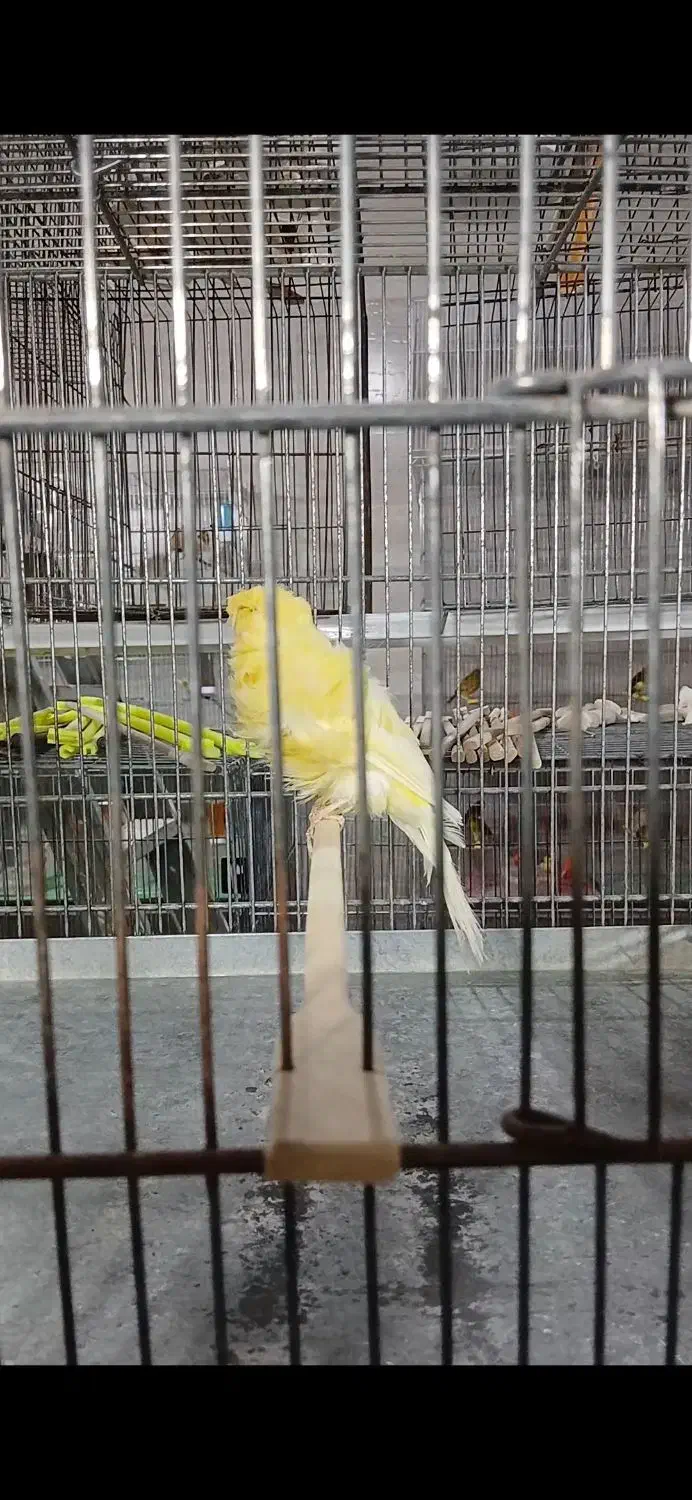 قناری فر|پرنده|یزد, |دیوار