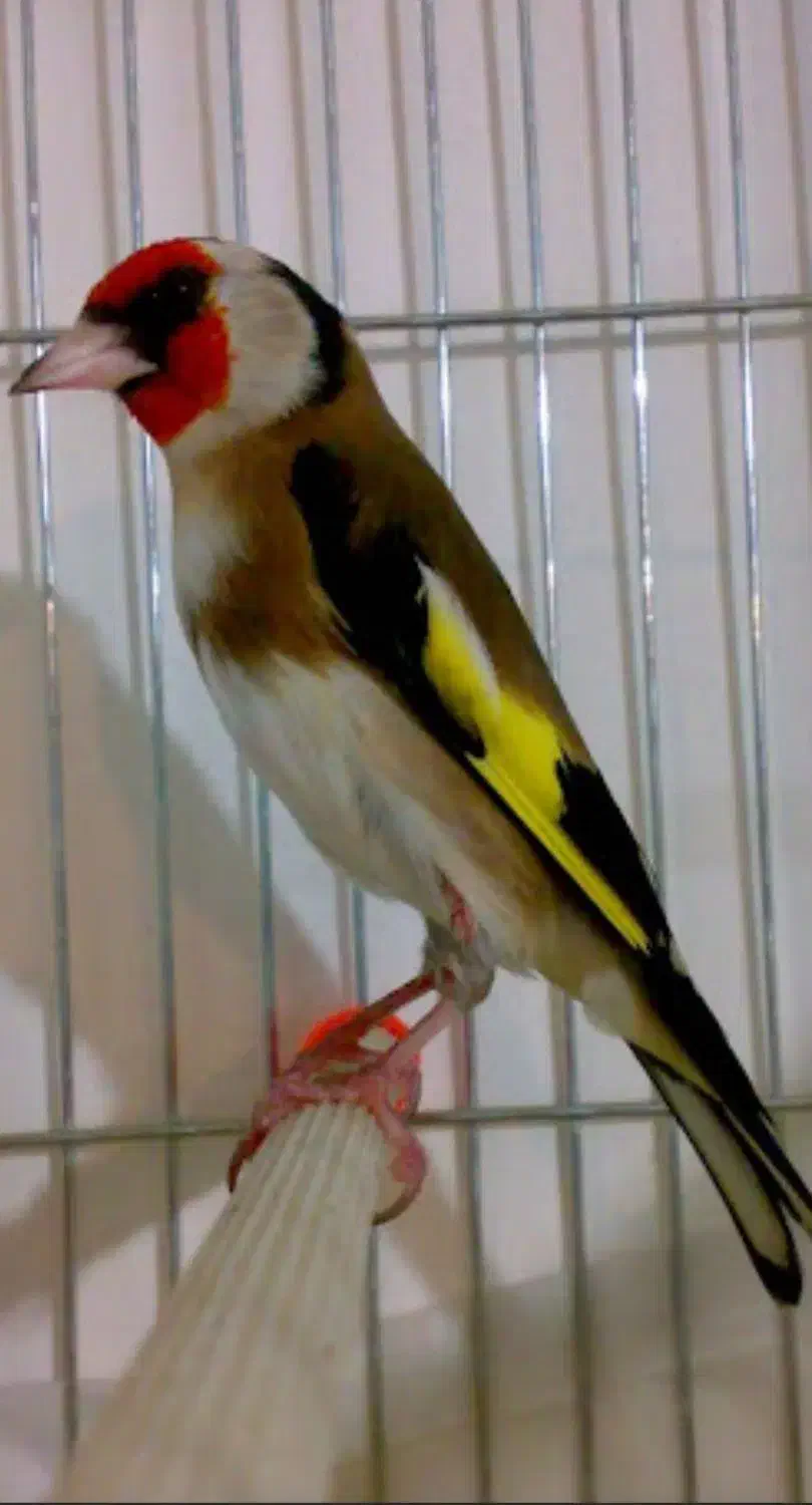 سهره و قفس سهره|پرنده|شهریار, شهرک بهاران (ویره)|دیوار