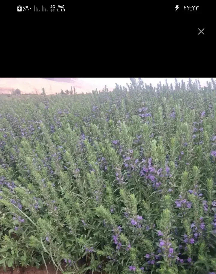سلام بادرنجبویه عطردارومرغوب مخصوص عرق گیری|خوردنی و آشامیدنی|تهران, تهران‌ویلا|دیوار