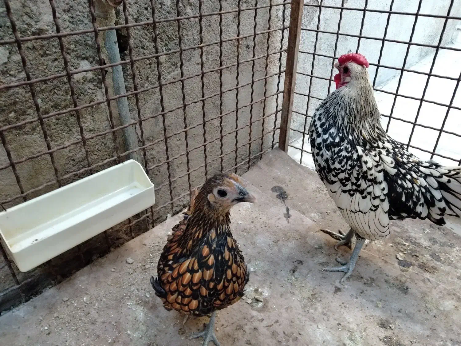 مرغ و خروس سبرایت جوان زیر یک سال|حیوانات مزرعه|هشتگرد, شهرک بعثت|دیوار