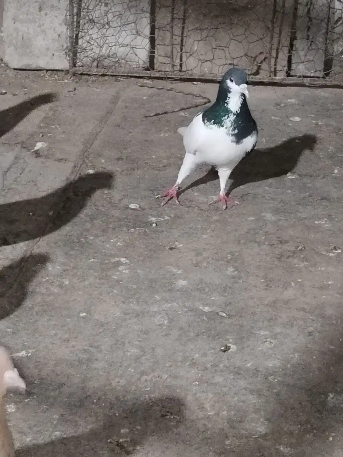 طاق دم سیاه|حیوانات|نیشابور, شهید بهشتی|دیوار