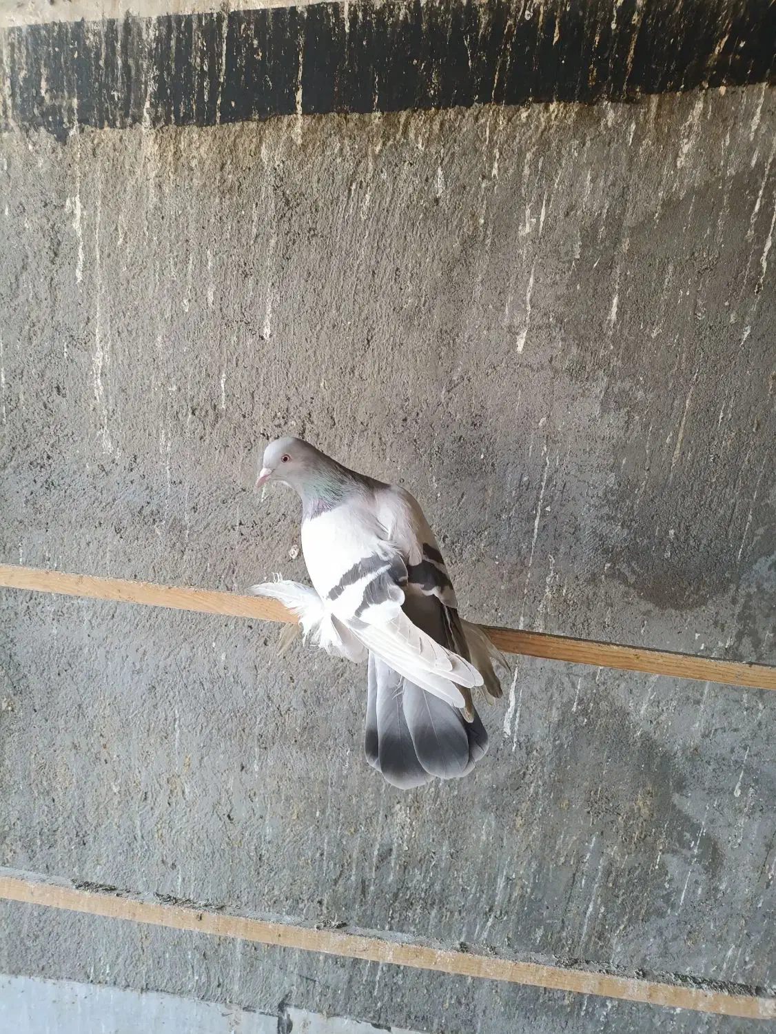 کبوتر قشنگ|پرنده|صوفیان, |دیوار