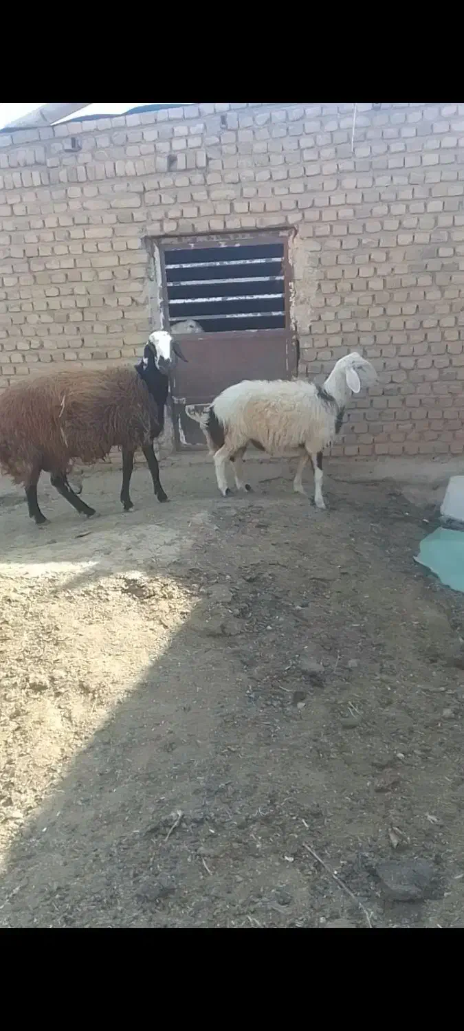دو راس بره قوچ فروشی باخرز|حیوانات مزرعه|بالا ولایت, |دیوار