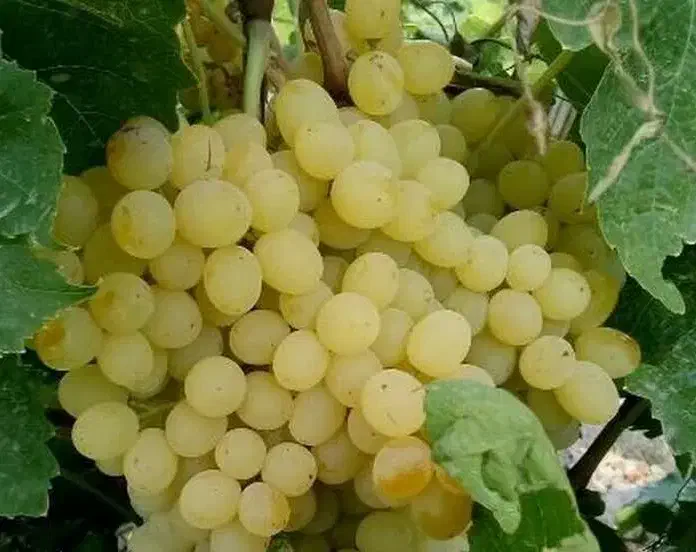 پیش فروش نهال انگور سفیدبیدانه|خدمات باغبانی و درختکاری|چنگ الماسی, |دیوار