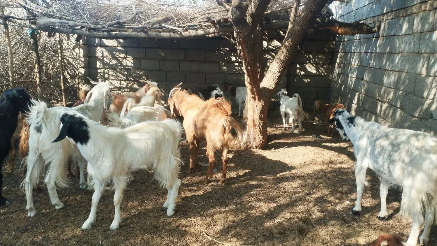 معاوضه با گاو|حیوانات مزرعه|چاه مرید, |دیوار