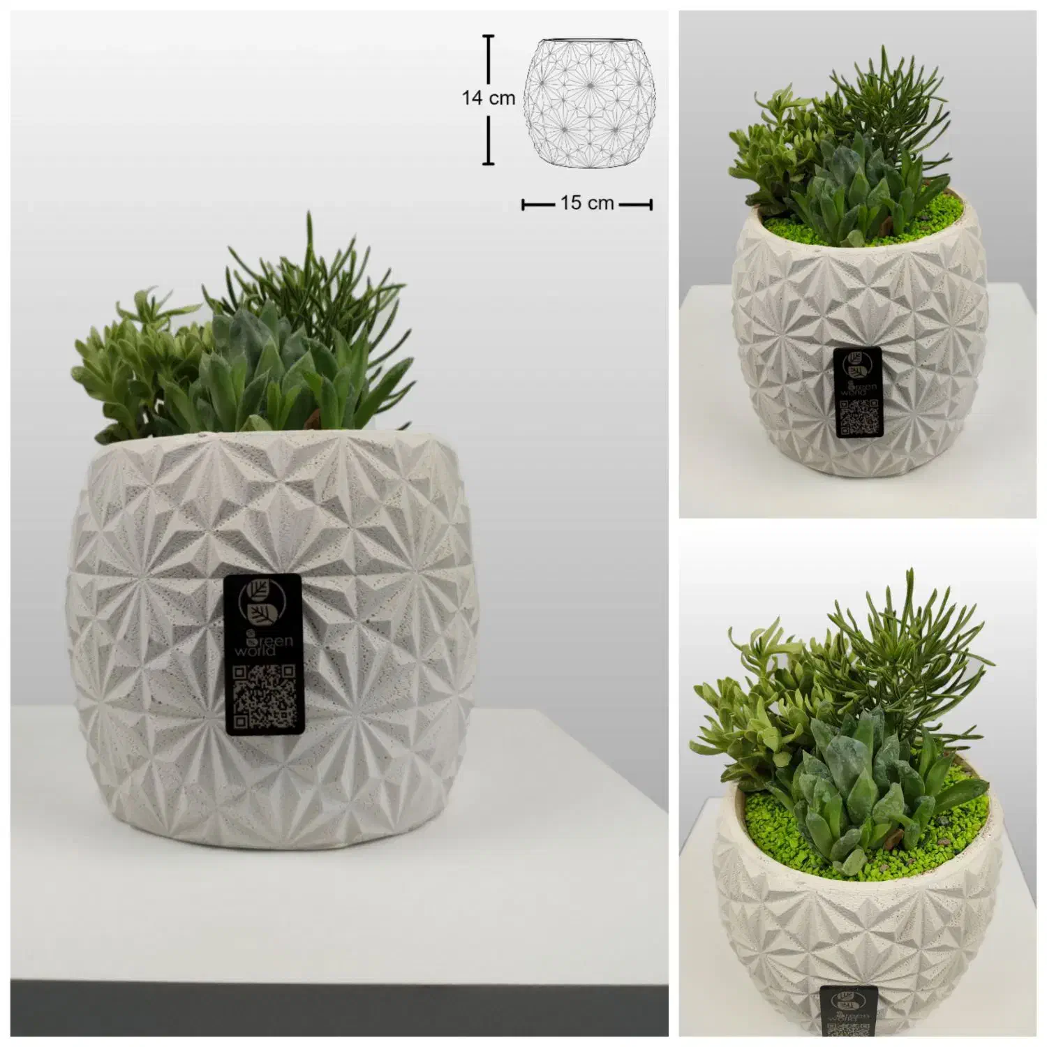 دیش گاردن / گلدان کاکتوس|گل و گیاه طبیعی|فولادشهر, B6|دیوار