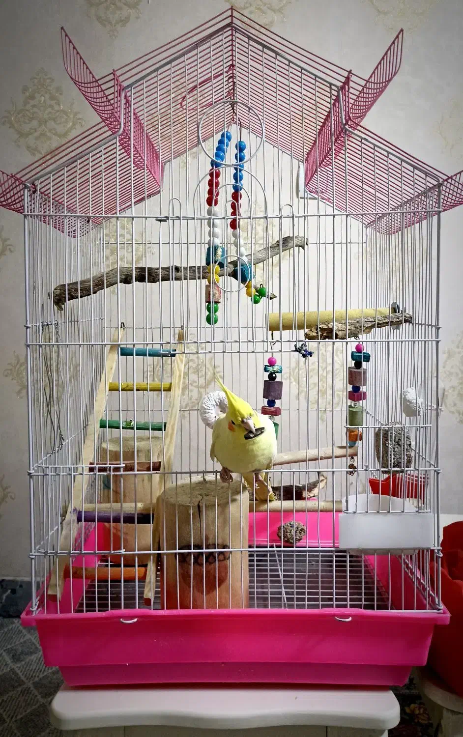 قفس بزرگ و لانه و جلیقه پرواز و همه وسایل قفس باهم|لوازم جانبی حیوانات|ایلام, |دیوار