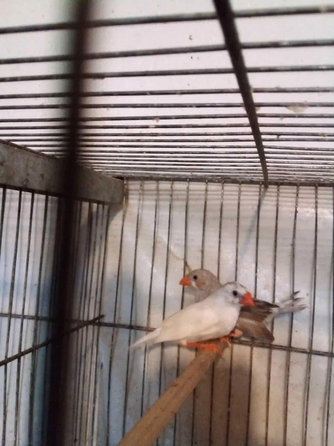 فنچ|پرنده|همدان, |دیوار