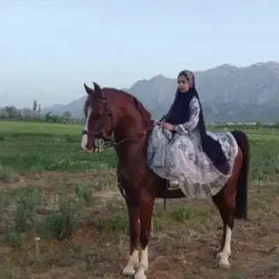 اموزش سوارکاری  ازصفر تا صد|اسب و تجهیزات اسب‌سواری|لردگان, |دیوار