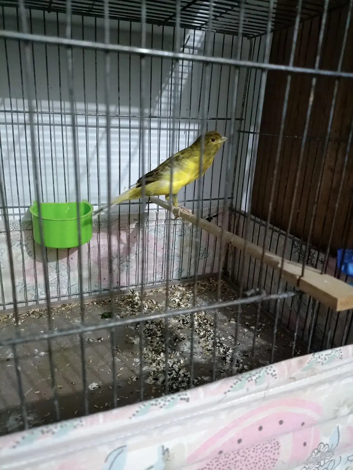 قناری نر ماده جوجه|پرنده|اسلامشهر, شهرک امام حسین (میان آباد)|دیوار