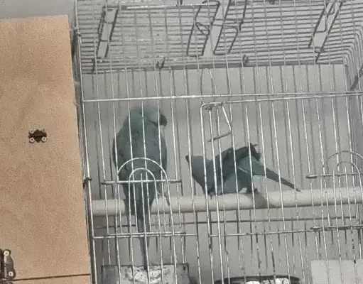 ملنگو|پرنده|رباط‌کریم, نصیرشهر|دیوار