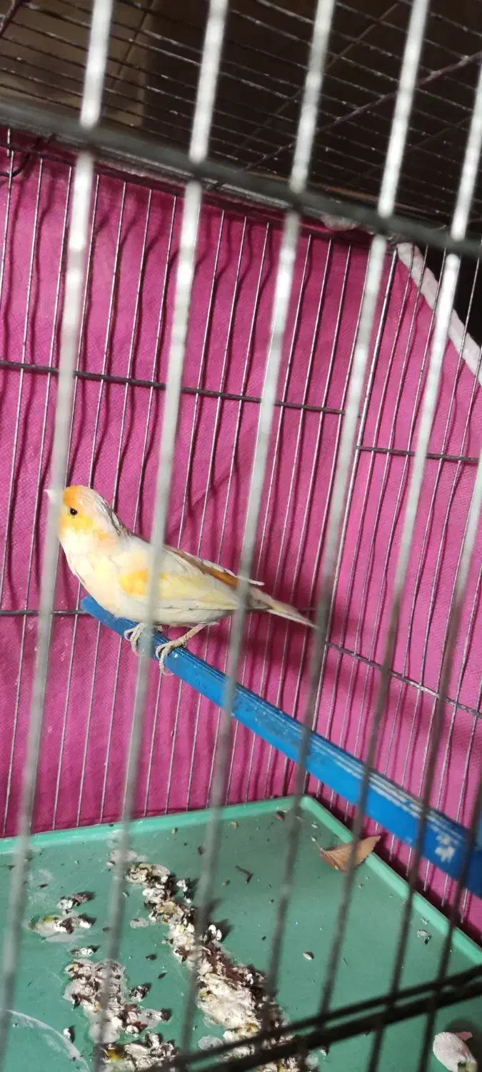 قناری ماده مزایکی|پرنده|برخوار, |دیوار