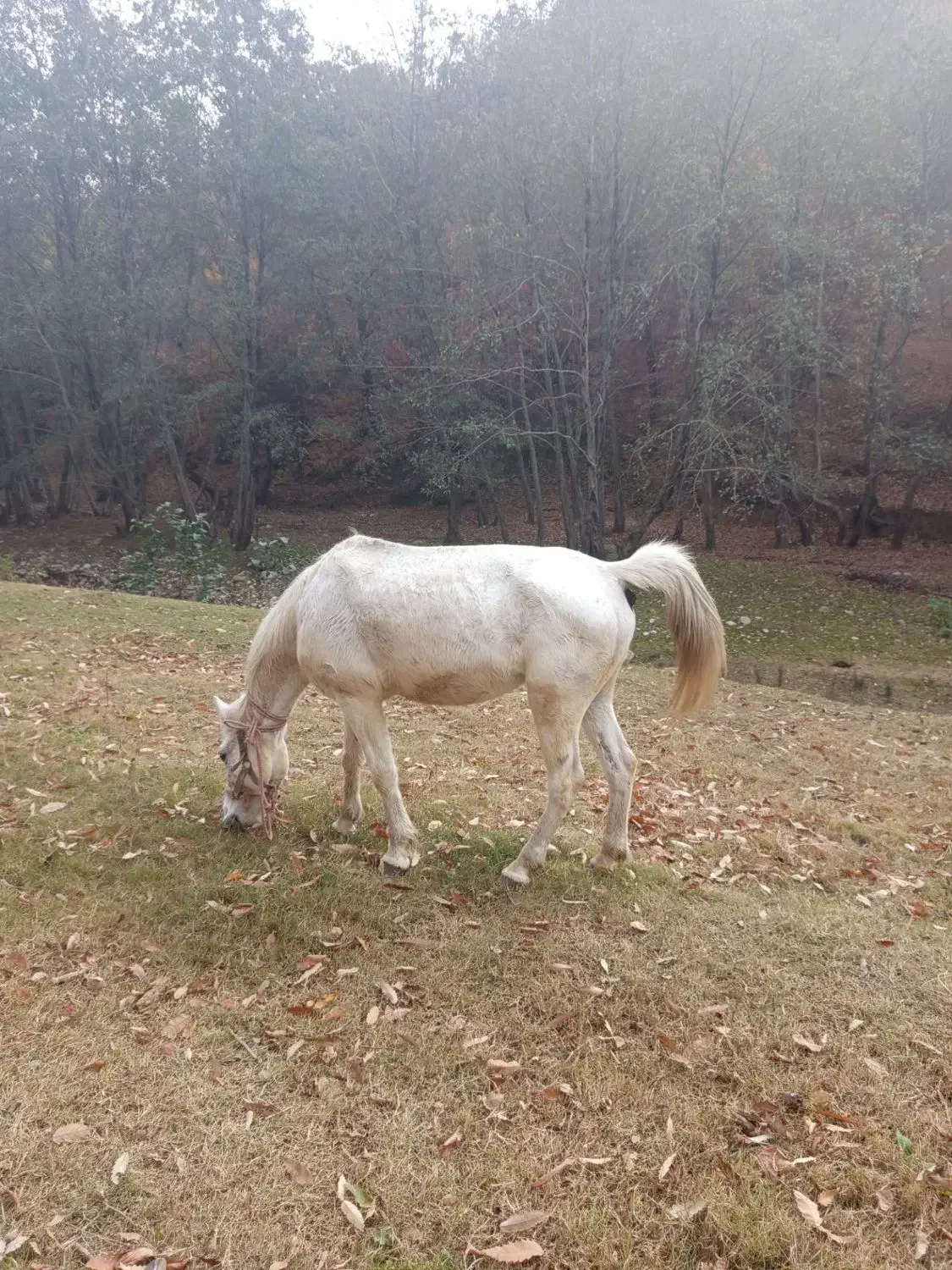 اسب جوان وسالم|اسب و تجهیزات اسبسواری|گالیکش, |دیوار