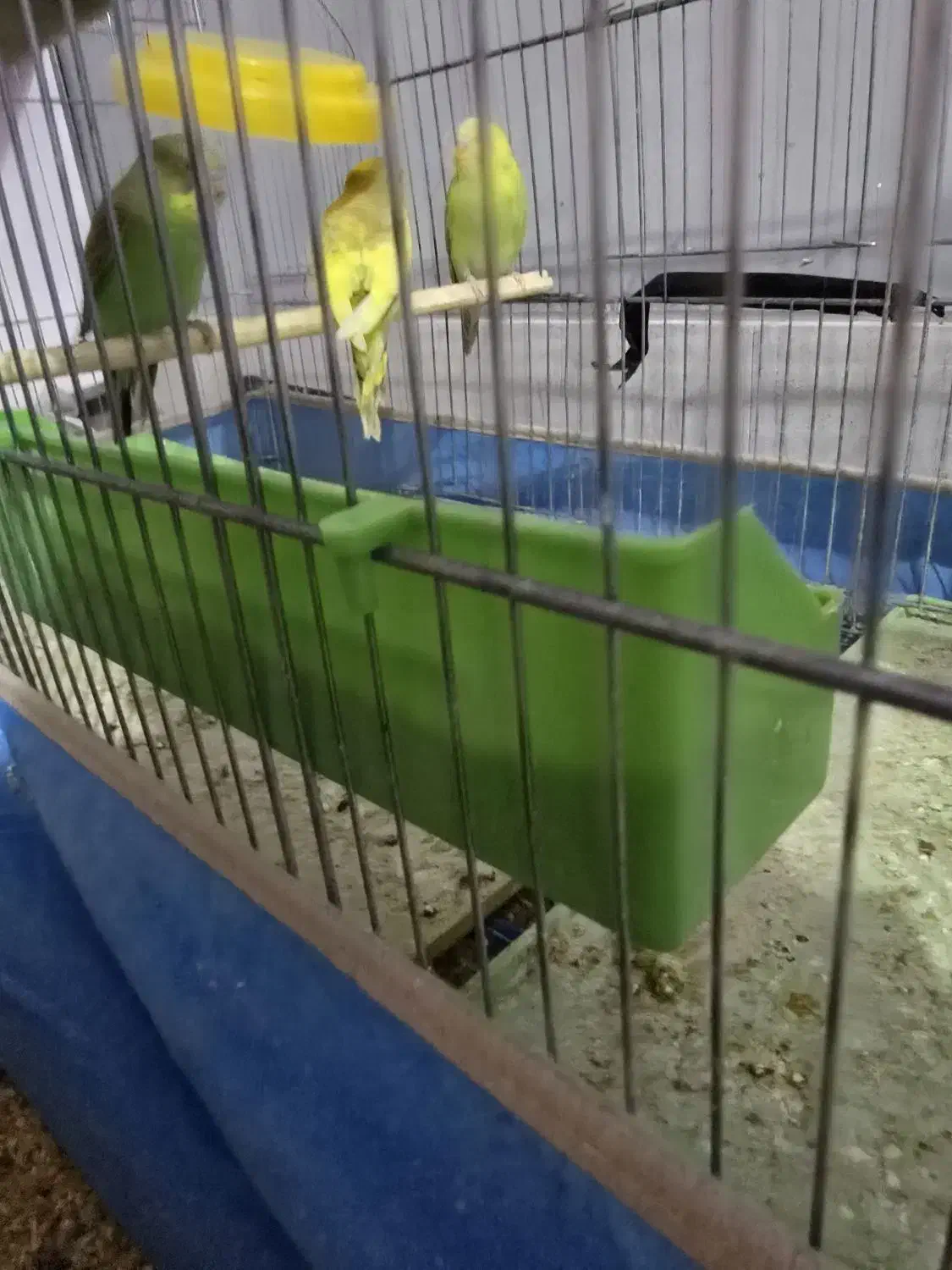 مرغ عشق جفتی چهارصد|پرنده|میبد, |دیوار