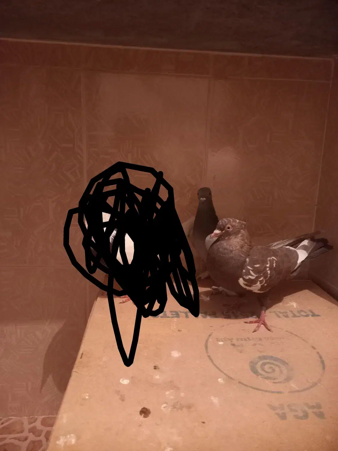 ۲تا کبوتر|پرنده|مرودشت, فرهنگ|دیوار