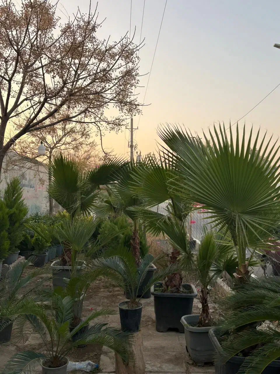 پالم سیکاس مورت شمشاد لگستروم لاوسون و کامیس|خدمات باغبانی و درختکاری|پیشوا, |دیوار