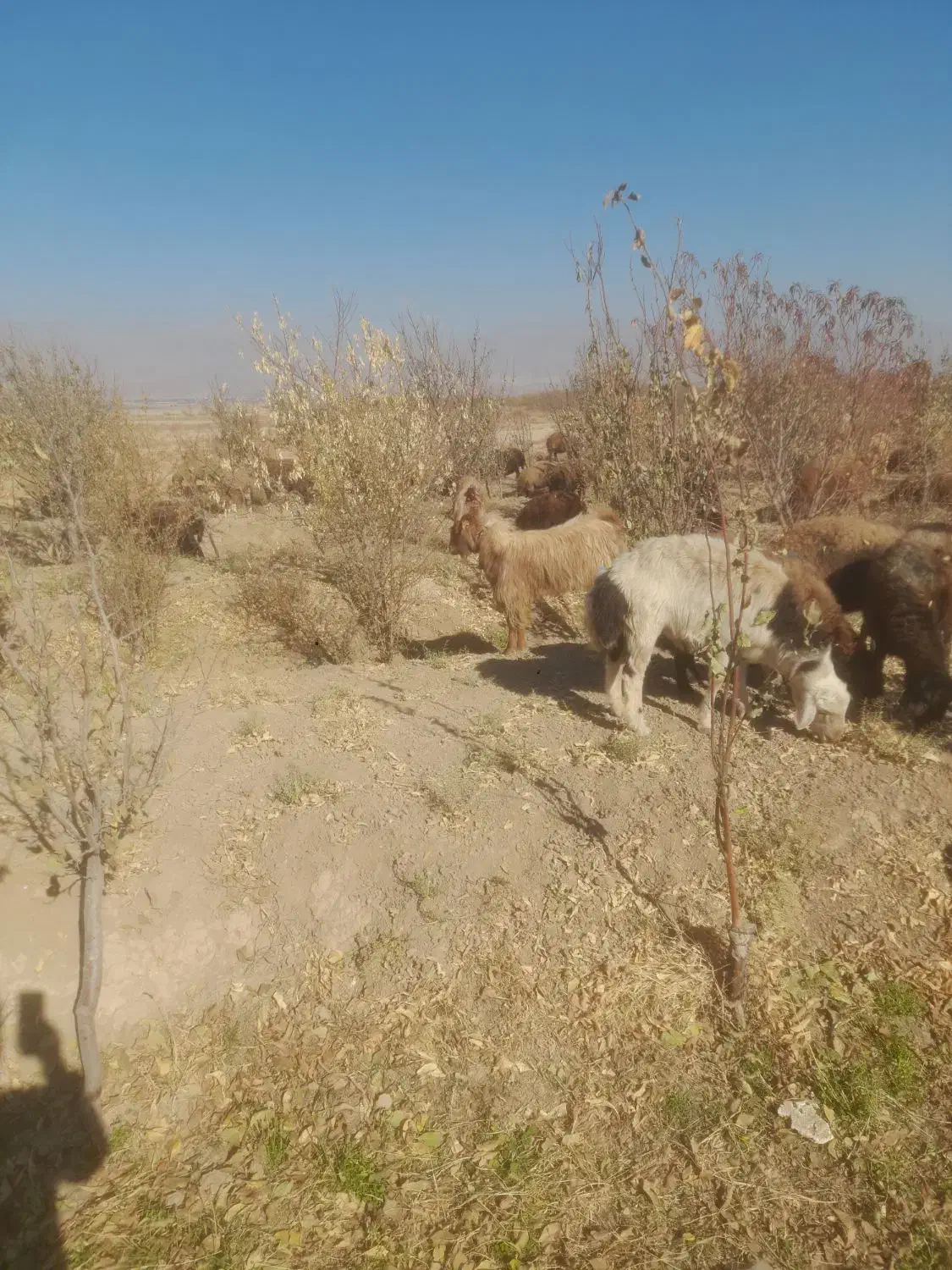 نربز همون خلاو دو ساله جلو کش|حیوانات مزرعه|نیشابور, دربقاضی|دیوار