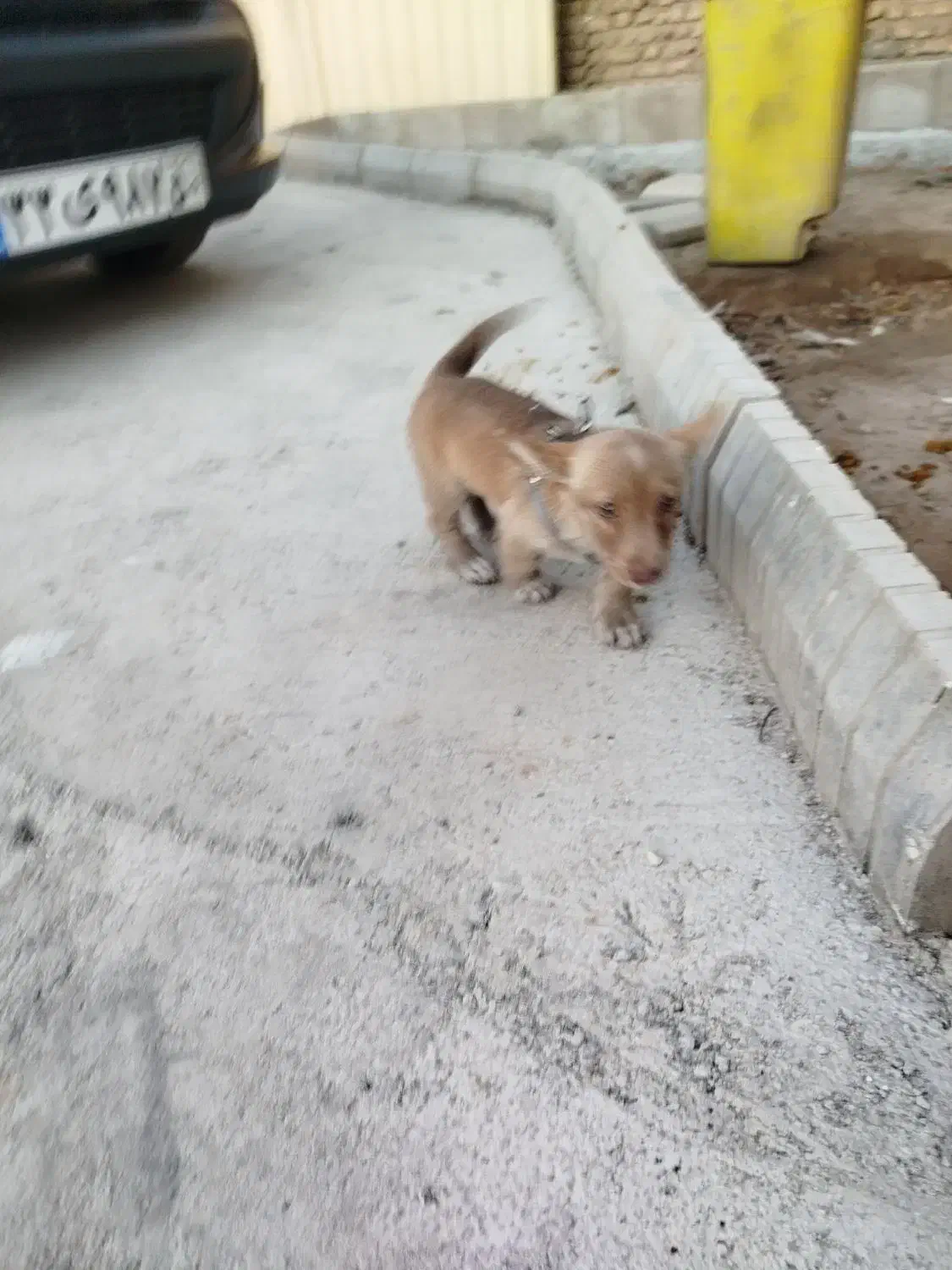 سگ پاکوتاه شیواوا|سگ|قرچک, میرزائی جنوبی|دیوار