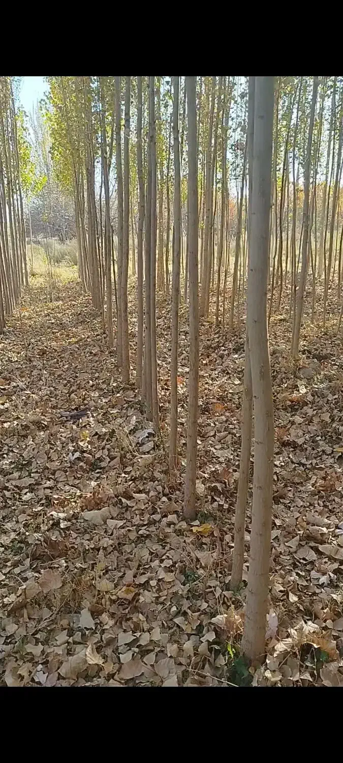 پیش فروش نهال مثمر وغیر مثمر شناسه دار|خدمات باغبانی و درختکاری|اردبیل, |دیوار