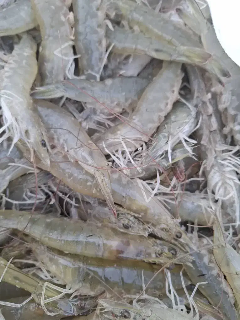 فروش میگو پرورشی|ماهی|بندرعباس, |دیوار