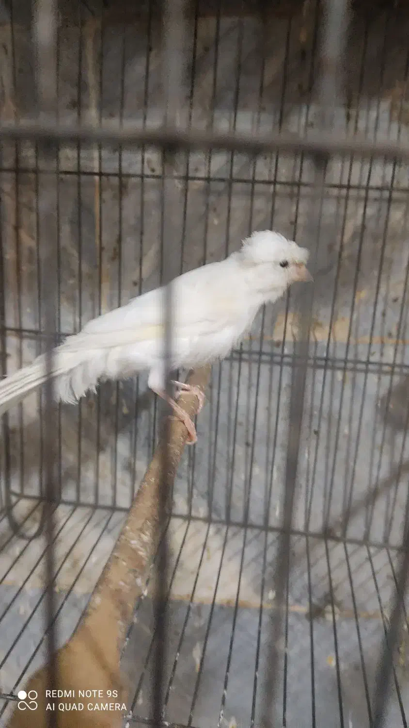 قناری نر|پرنده|باقرشهر, |دیوار