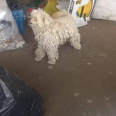 سگ پاکوتاه|سگ|بیرجند, |دیوار