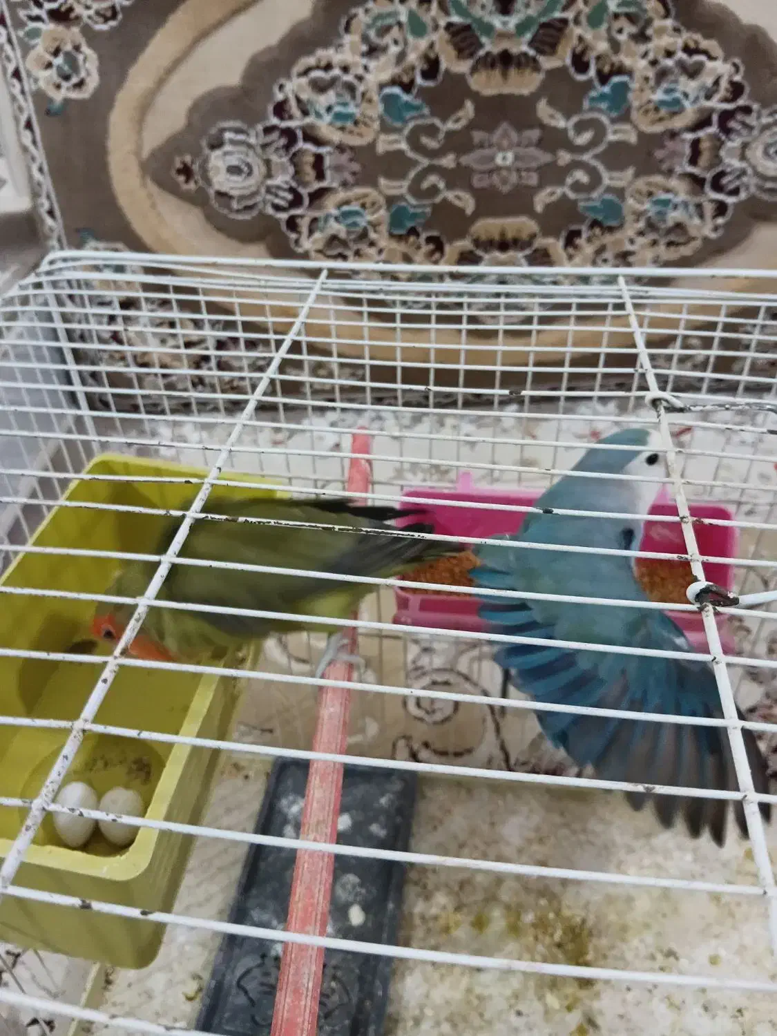 سه عدد طوطی برزیلی|پرنده|زاوه, |دیوار