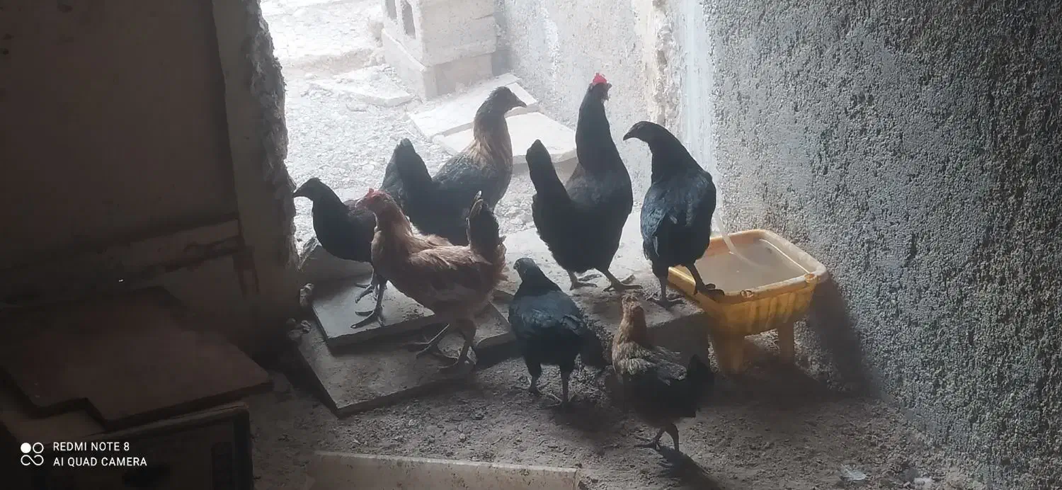 معامله مرغ با جوجه هاش با کبوتر در شهر خورموج|پرنده|خورموج, |دیوار