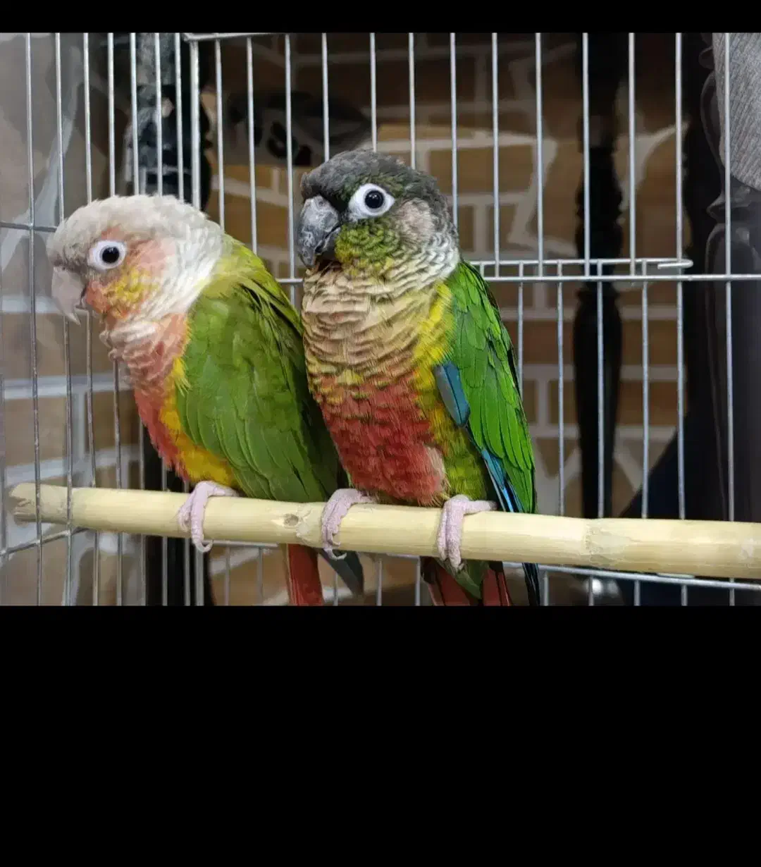 یک جفت گرینچک بازی گوش|پرنده|شهریار, شهرک وائین|دیوار