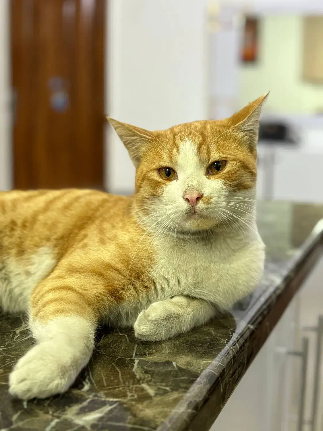 گربه|گربه|مشهد, بهمن|دیوار