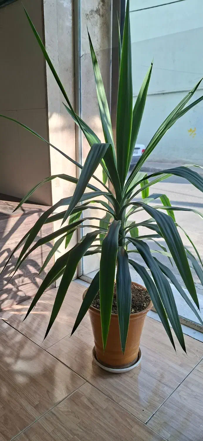 گل یوکا|گل و گیاه طبیعی|مشکیندشت, |دیوار