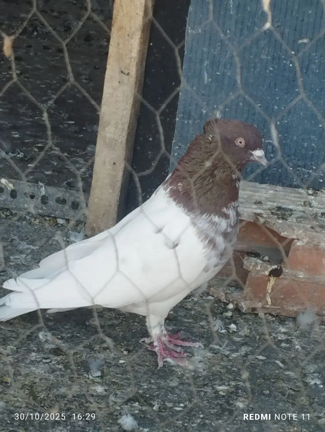 کبوتر|پرنده|تهران, ایرانشهر|دیوار