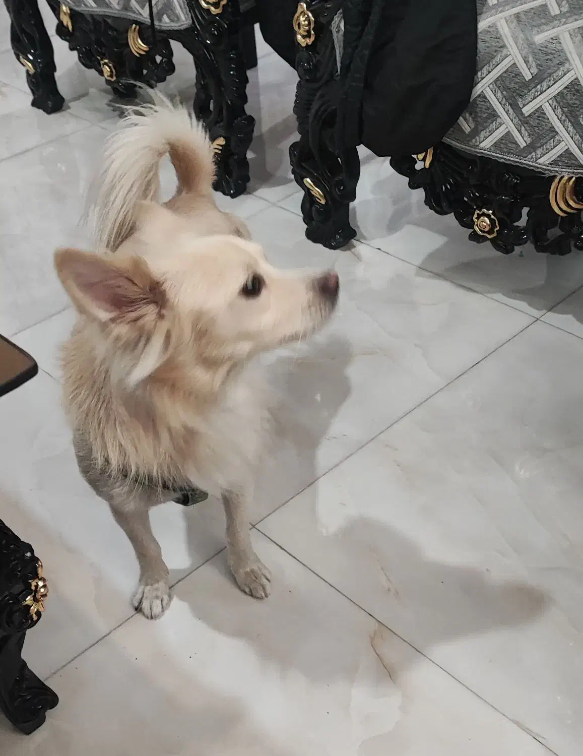 سگ اشپیتز|سگ|کهریزک, |دیوار