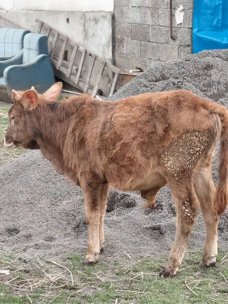 گاو.ورزا|حیوانات مزرعه|رشت, کوی مهر|دیوار